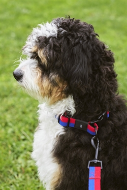 HAY Dogs Collar Flat - hundehasbånd fra Hay