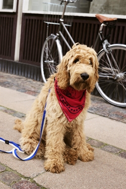 HAY Dogs Scarf - Hundetørklæde fra Hay flere farver