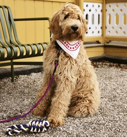 HAY Dogs Scarf - Hundetørklæde fra Hay flere farver