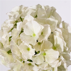 Artificial flower - HDHydrangea hvid fra House Doctor