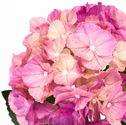 Artificial flower - HDHydrangea lyserød fra House Doctor